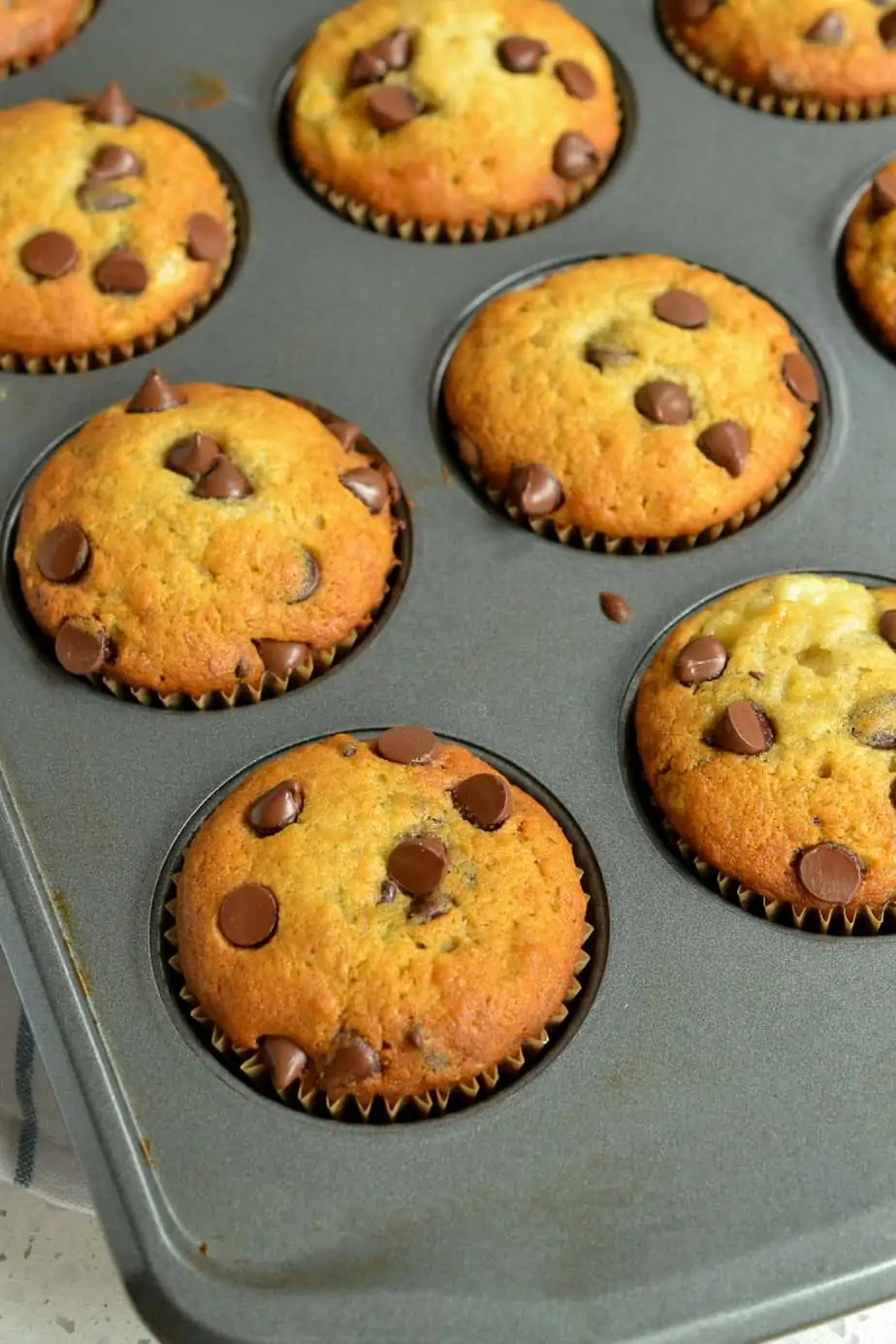 Warm chocolate chip muffins right out of the oven in a muffin tin.